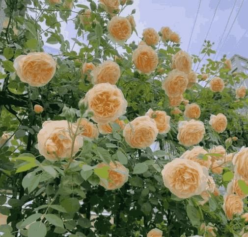 🌹 Elegant Climbing Rose Seeds – Grow a Stunning Vertical Garden. 😊