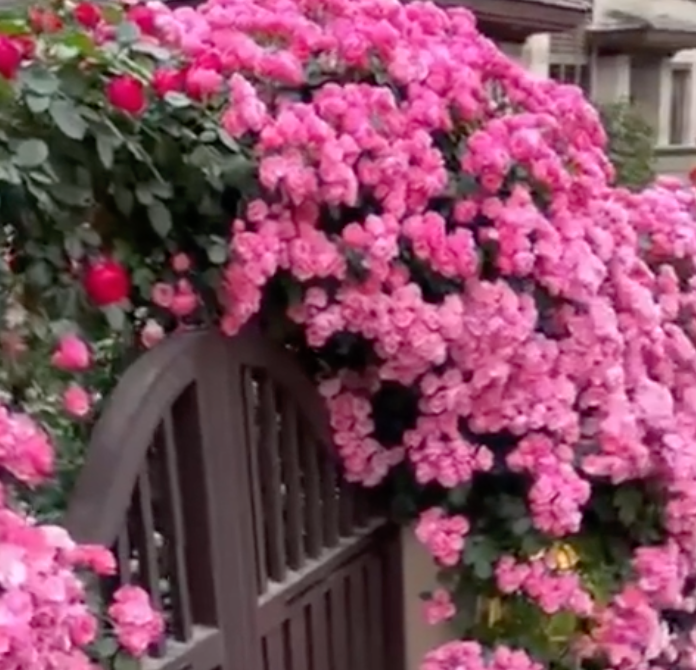 🌹 Elegant Climbing Rose Seeds – Grow a Stunning Vertical Garden. 😊