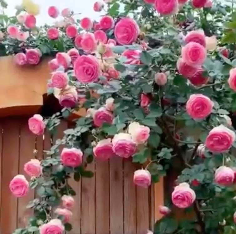🌹 Elegant Climbing Rose Seeds – Grow a Stunning Vertical Garden. 😊