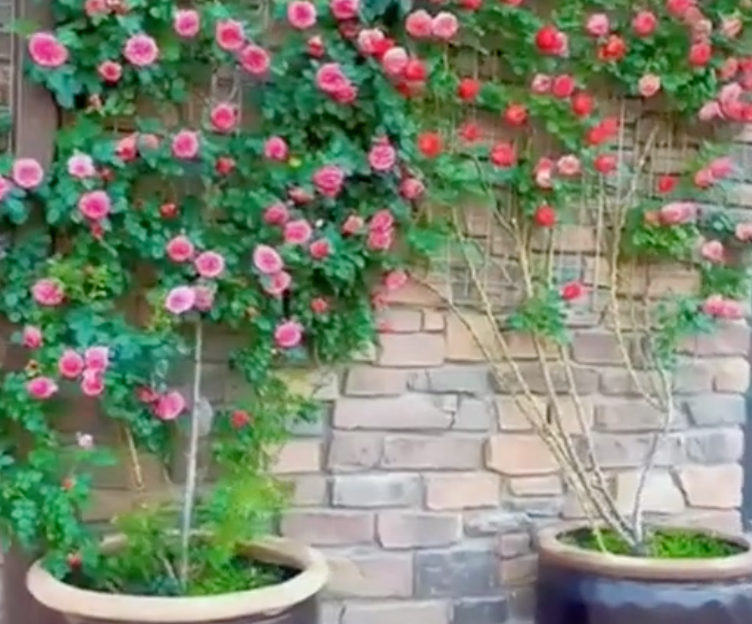 🌹 Elegant Climbing Rose Seeds – Grow a Stunning Vertical Garden. 😊
