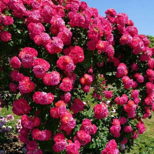 🌹 Elegant Climbing Rose Seeds – Grow a Stunning Vertical Garden. 😊