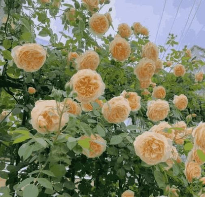 🌹 Elegant Climbing Rose Seeds – Grow a Stunning Vertical Garden. 😊