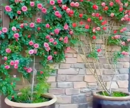 🌹 Elegant Climbing Rose Seeds – Grow a Stunning Vertical Garden. 😊